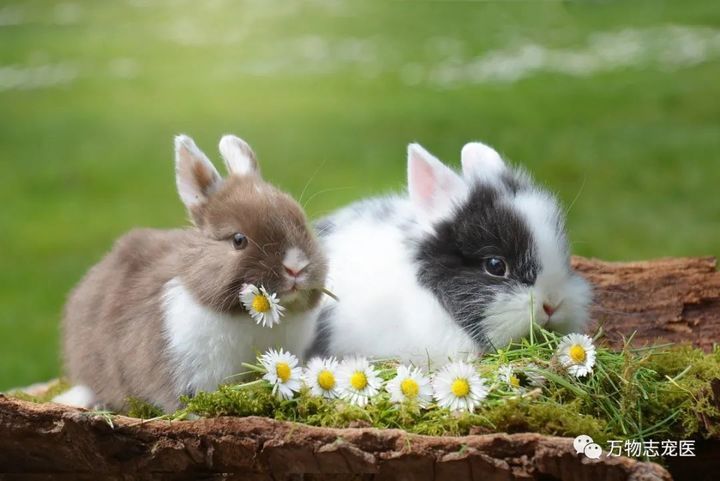 宠物兔子怎么养（宠物兔的饲养）-第7张图片