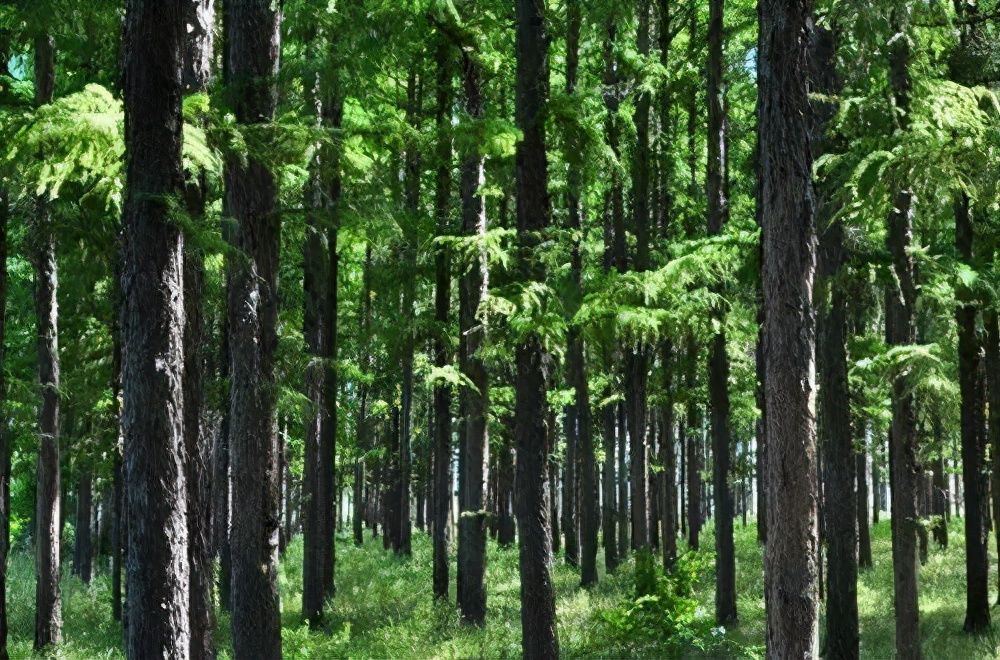 兴安盟阿尔山（再游阿尔山，遭遇最贵洗车经历）-第5张图片