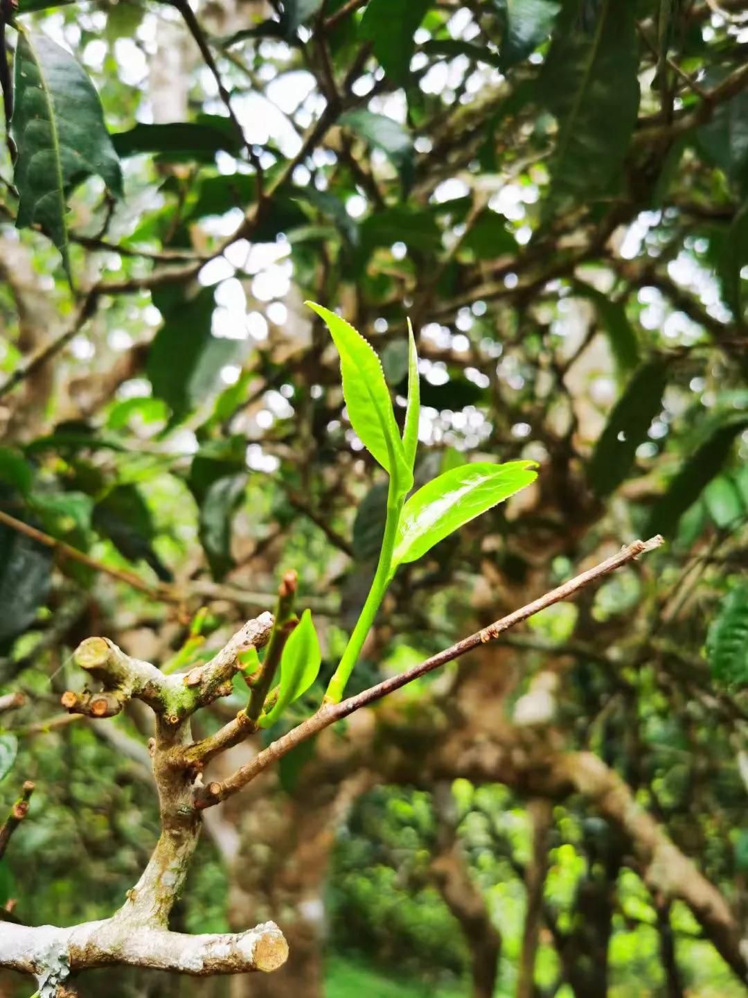 普洱茶文化（中国普洱茶文化）-第2张图片