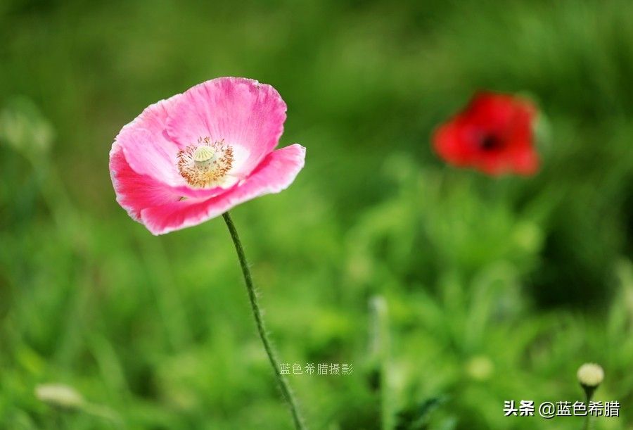 小蝶摄影（百微镜头拍摄一组乡村物语）-第28张图片