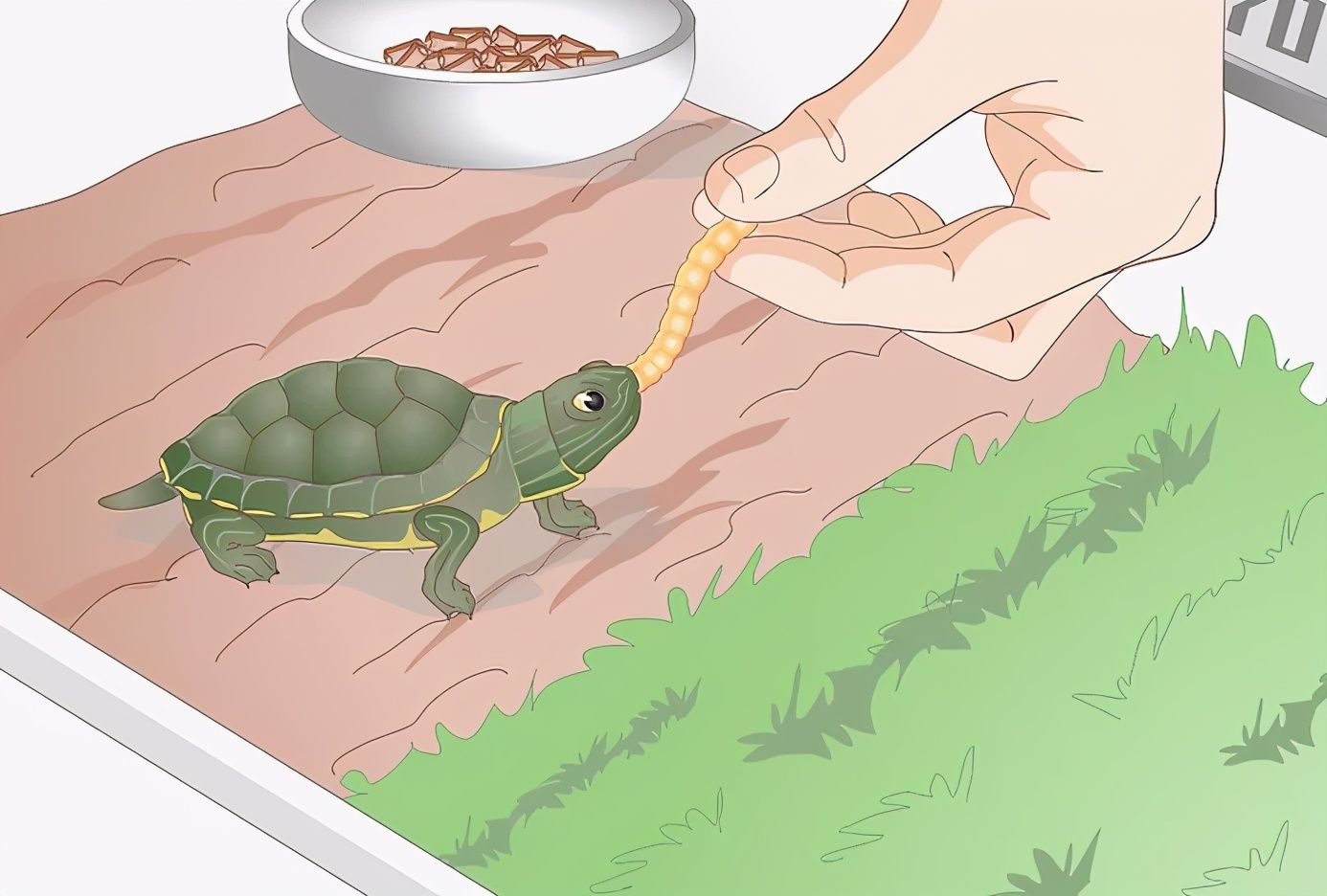 巴西龟不吃东西（乌龟不进食的原因）-第5张图片