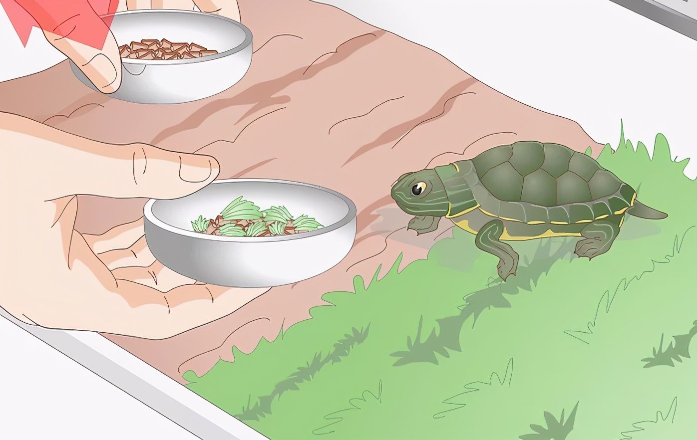 巴西龟不吃东西（乌龟不进食的原因）-第8张图片