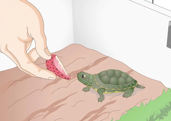巴西龟不吃东西（乌龟不进食的原因）-第7张图片