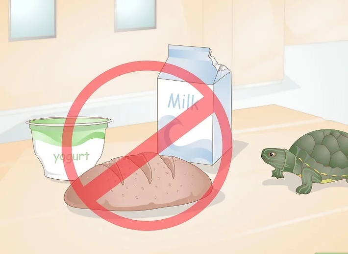 巴西龟不吃东西（乌龟不进食的原因）-第9张图片
