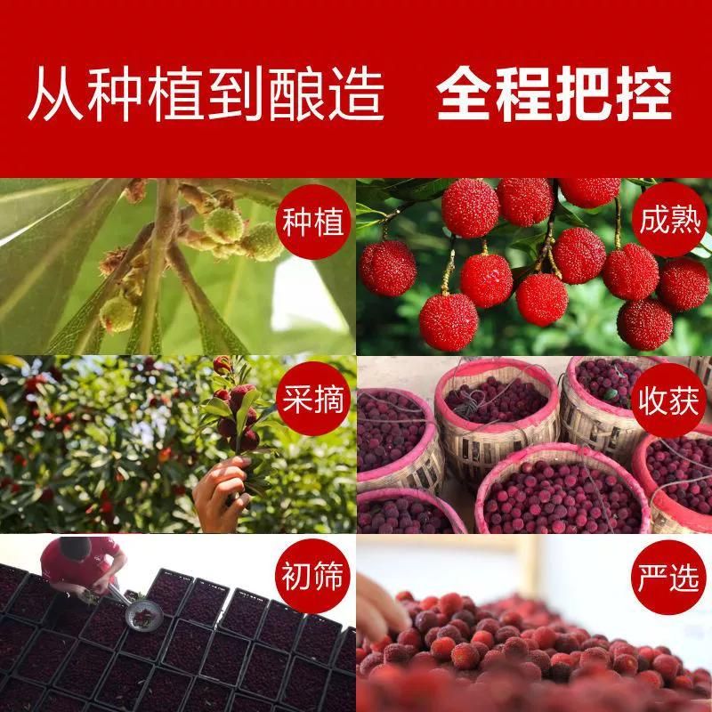 杨梅酒的做法（酿杨梅酒的制作流程）-第1张图片