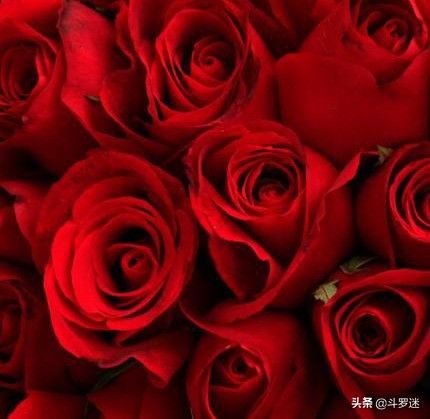 玫瑰代表什么意思（玫瑰花的寓意）-第1张图片