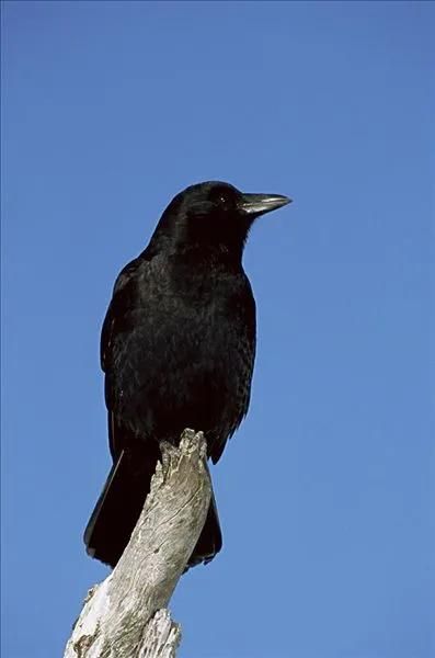 乌鸦为什么是黑的（乌鸦为啥是黑的）-第2张图片