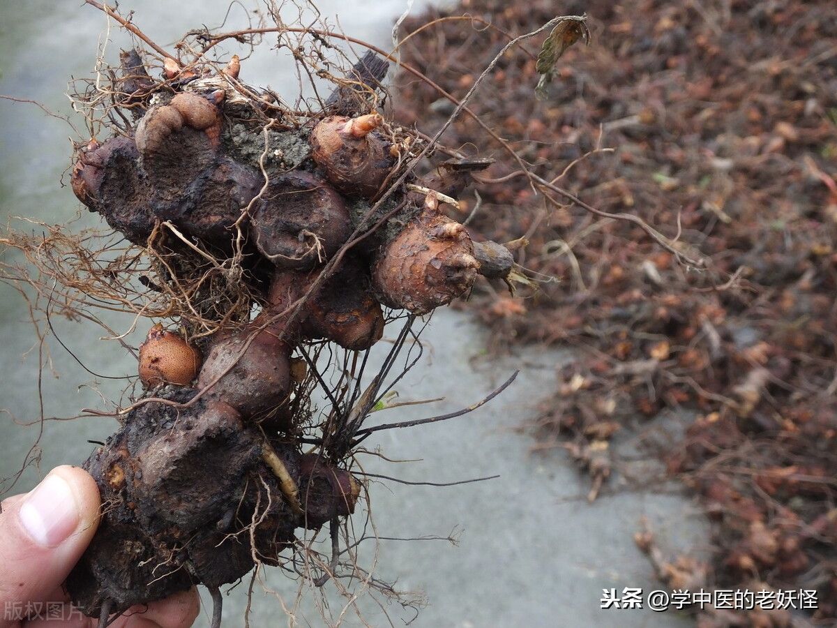 金荞麦的作用（中药里的金荞麦）-第4张图片