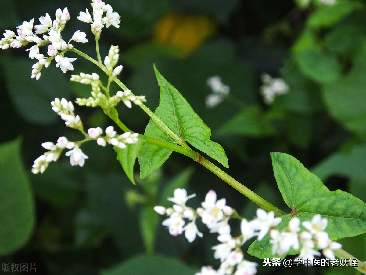 金荞麦的作用（中药里的金荞麦）-第5张图片