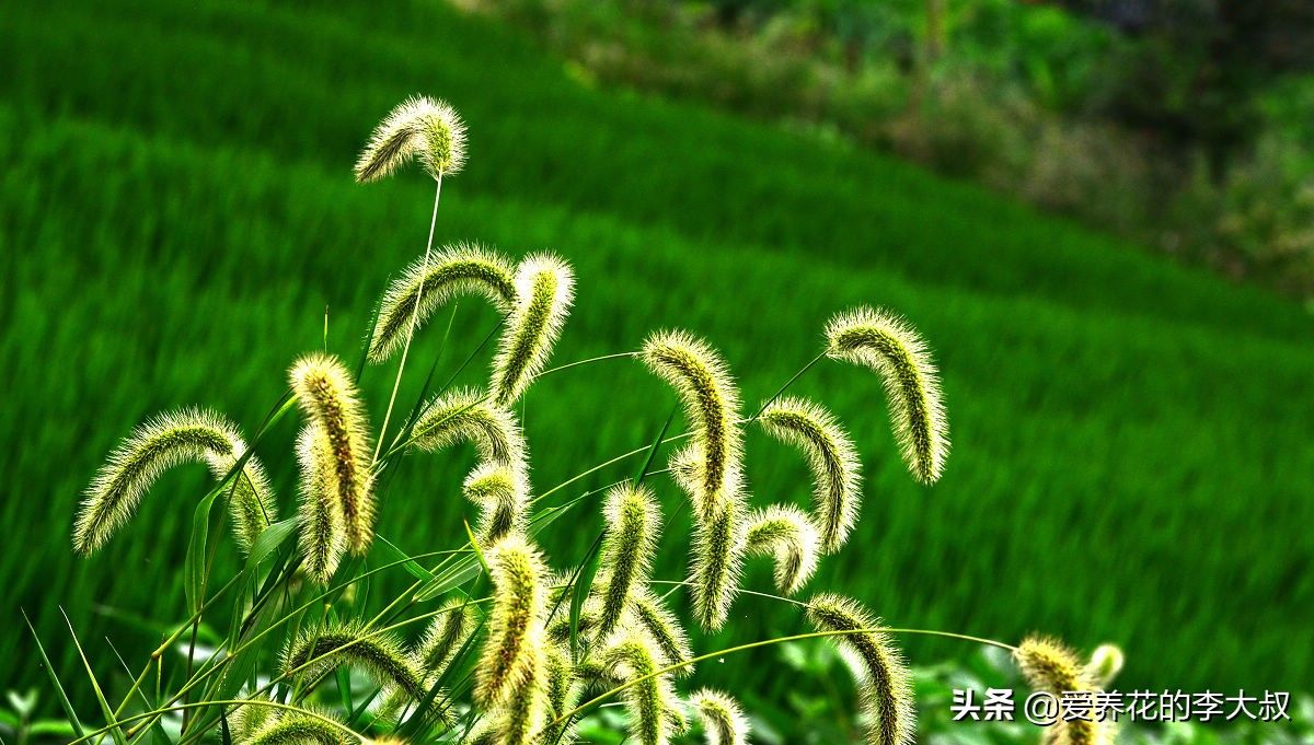 狗尾巴草的花语及传说 (狗尾巴草的传说)-第8张图片 狗尾巴草的花语及传说 (狗尾巴草的传说)-第8张图片