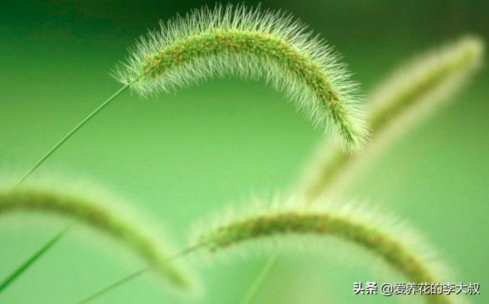 狗尾巴草的花语及传说 (狗尾巴草的传说)-第3张图片 狗尾巴草的花语及传说 (狗尾巴草的传说)-第3张图片