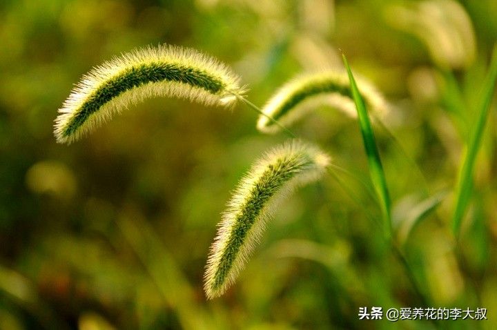 狗尾巴草的花语及传说 (狗尾巴草的传说)-第7张图片 狗尾巴草的花语及传说 (狗尾巴草的传说)-第7张图片