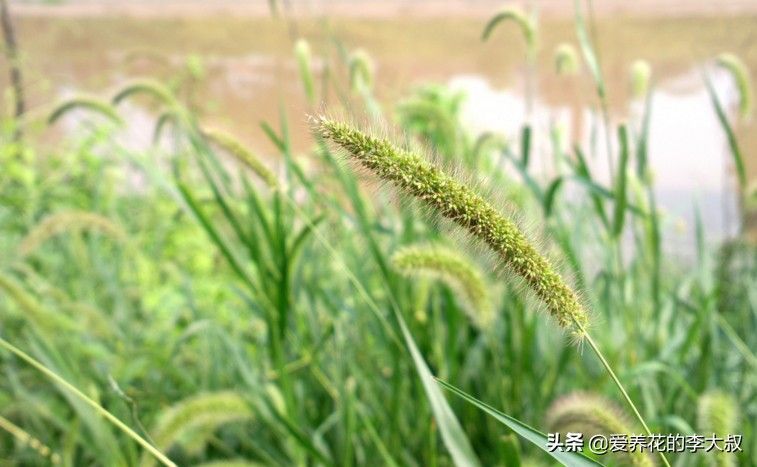 狗尾巴草的花语及传说 (狗尾巴草的传说)-第5张图片 狗尾巴草的花语及传说 (狗尾巴草的传说)-第5张图片