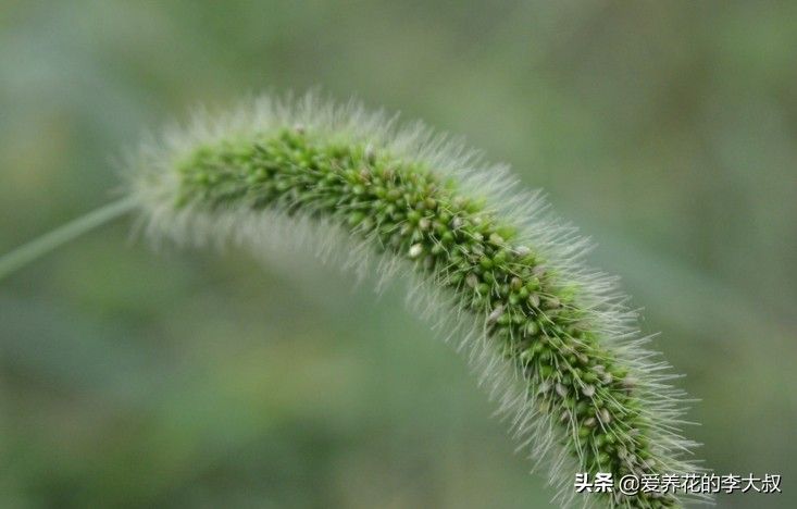 狗尾巴草的花语及传说 (狗尾巴草的传说)-第4张图片 狗尾巴草的花语及传说 (狗尾巴草的传说)-第4张图片