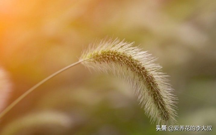 狗尾巴草的花语及传说 (狗尾巴草的传说)-第9张图片 狗尾巴草的花语及传说 (狗尾巴草的传说)-第9张图片