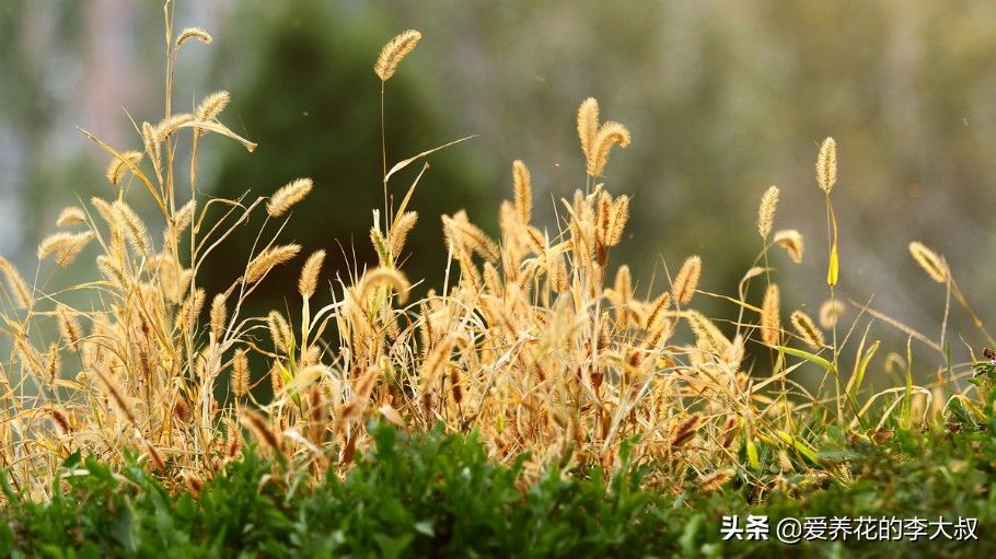 狗尾巴草的花语及传说 (狗尾巴草的传说)-第10张图片 狗尾巴草的花语及传说 (狗尾巴草的传说)-第10张图片