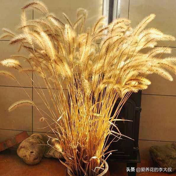 狗尾巴草的花语及传说 (狗尾巴草的传说)-第12张图片 狗尾巴草的花语及传说 (狗尾巴草的传说)-第12张图片