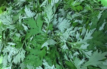 艾叶泡脚能治感冒吗(艾叶泡脚可防感冒)-第1张图片 艾叶泡脚能治感冒吗(艾叶泡脚可防感冒)-第1张图片