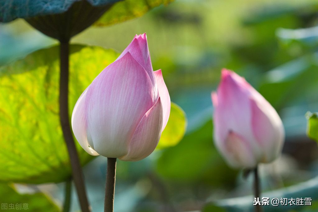 关于莲花的唯美诗词（十首莲花古诗）-第2张图片