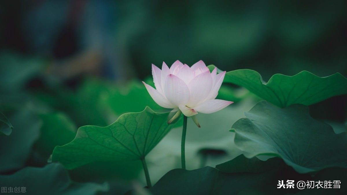 关于莲花的唯美诗词(十首莲花古诗)-第1张图片 关于莲花的唯美诗词(十首莲花古诗)-第1张图片