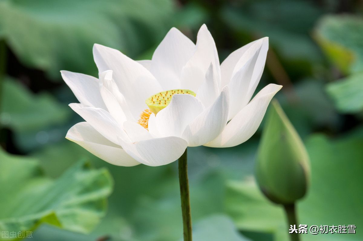 关于莲花的唯美诗词(十首莲花古诗)-第6张图片 关于莲花的唯美诗词(十首莲花古诗)-第6张图片