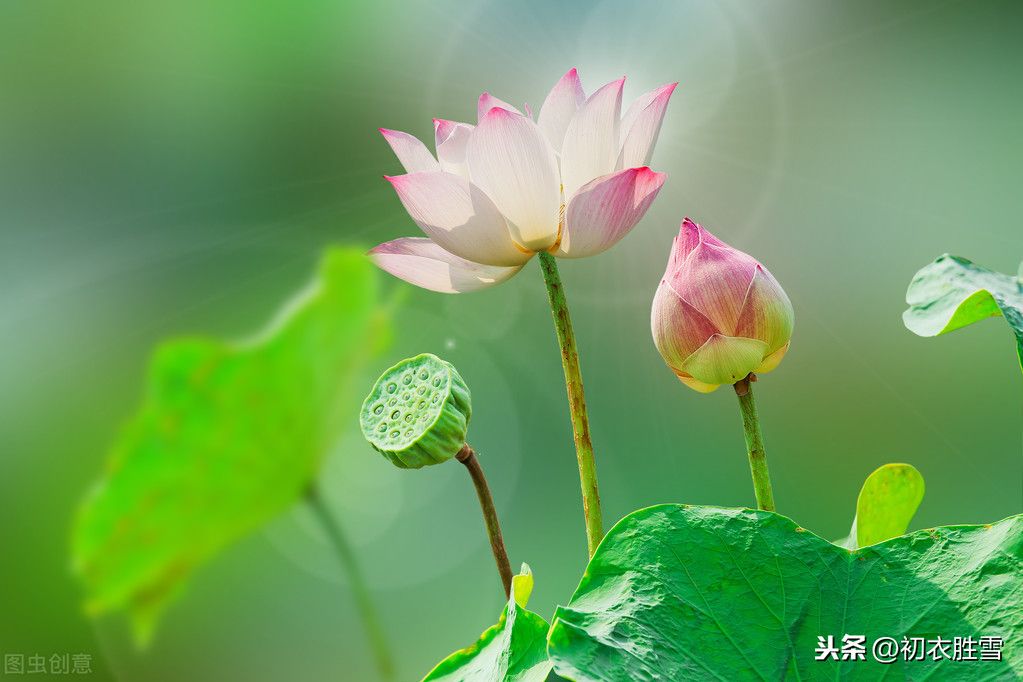 关于莲花的唯美诗词(十首莲花古诗)-第5张图片 关于莲花的唯美诗词(十首莲花古诗)-第5张图片