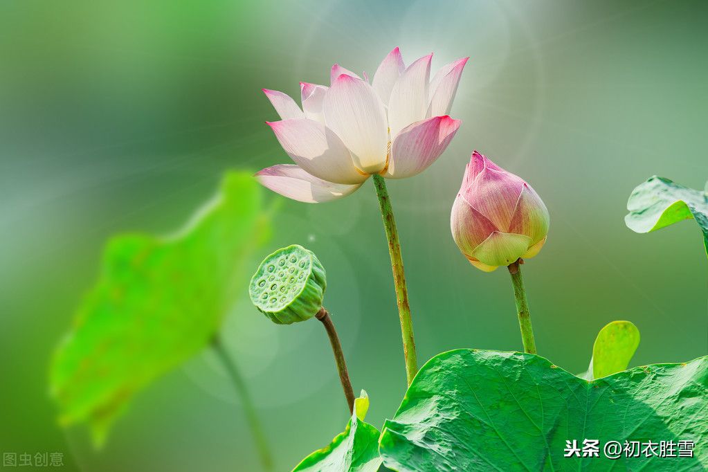 关于莲花的唯美诗词（十首莲花古诗）-第5张图片