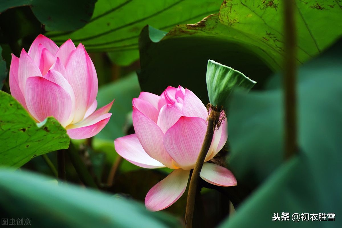 关于莲花的唯美诗词（十首莲花古诗）-第4张图片