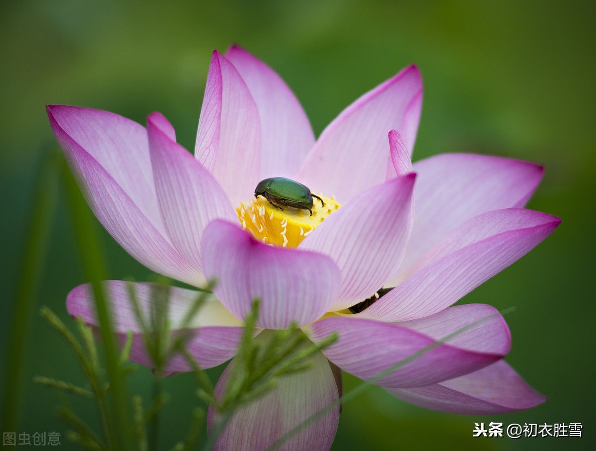 关于莲花的唯美诗词（十首莲花古诗）-第3张图片