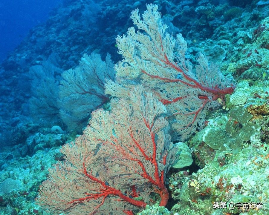 珊瑚和珊瑚虫都是生物吗（珊瑚到底是动物还是植物？）-第1张图片