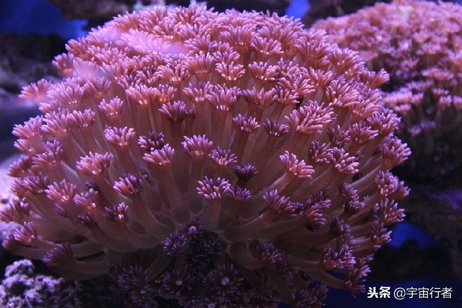 珊瑚和珊瑚虫都是生物吗（珊瑚到底是动物还是植物？）-第2张图片