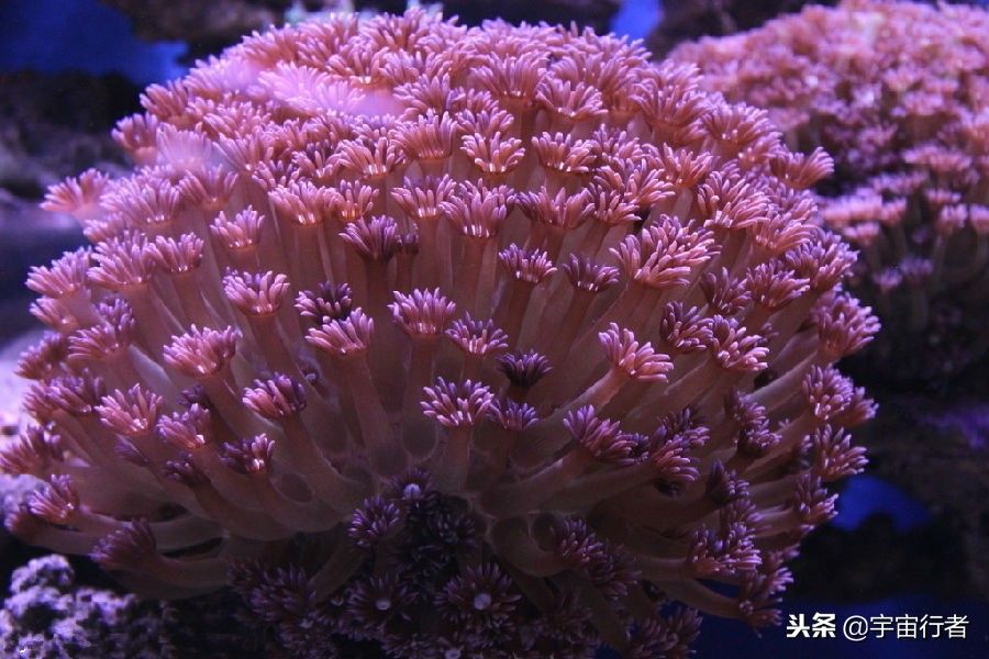 珊瑚和珊瑚虫都是生物吗（珊瑚到底是动物还是植物？）-第2张图片