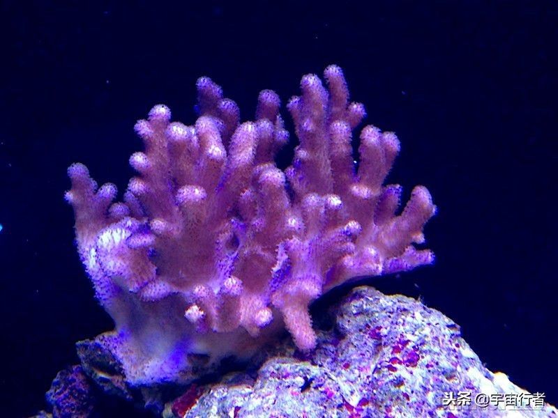 珊瑚和珊瑚虫都是生物吗（珊瑚到底是动物还是植物？）-第3张图片