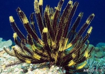 珊瑚和珊瑚虫都是生物吗（珊瑚到底是动物还是植物？）-第4张图片