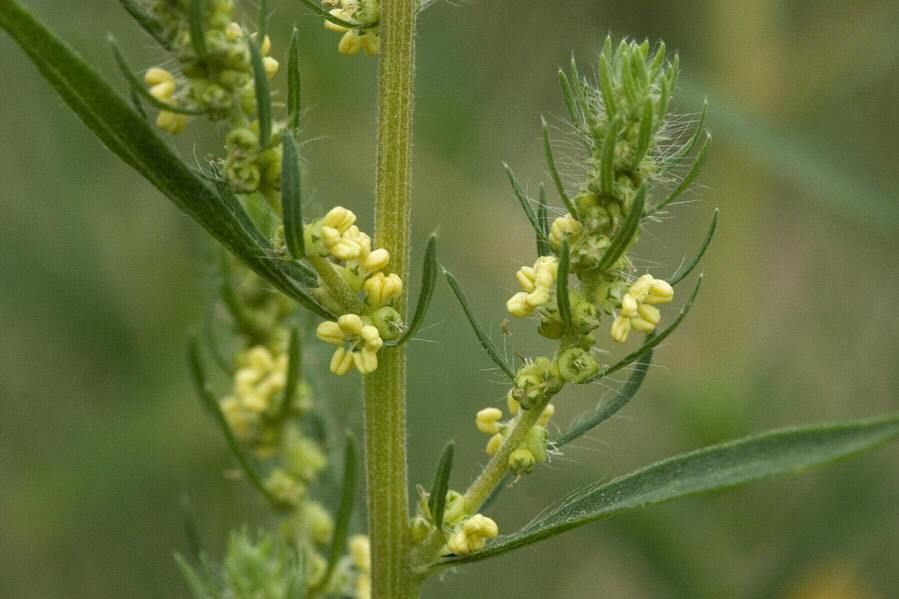 地肤子这种中药是什么植物？（地肤是一种什么样的植物）-第4张图片