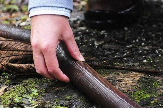 世界上最长的蚯蚓（地球上最大最长的蚯蚓）-第4张图片