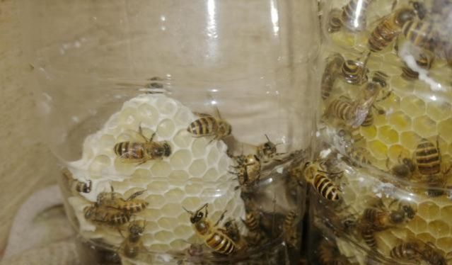 蜜蜂采蜂蜜（蜜蜂什么时候取蜜最好？）-第2张图片