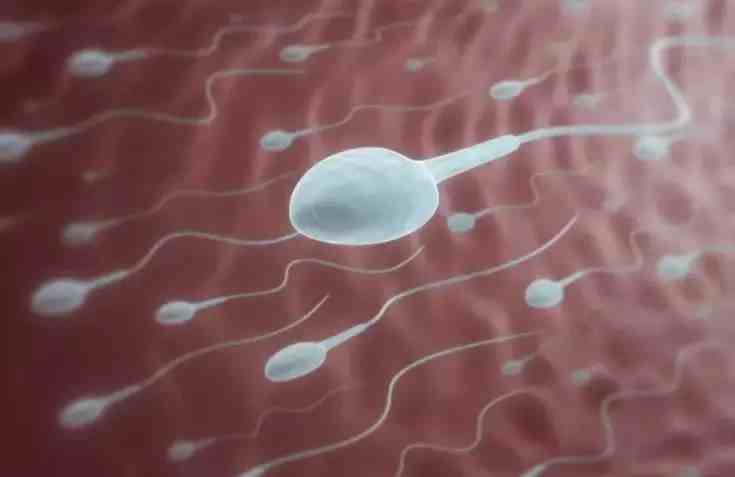 备孕男性吃什么精子强（男人多吃什么对精子最好）-第3张图片