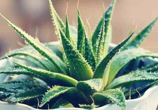 秋天开的花有哪些（秋天开花的植物有哪些）-第3张图片