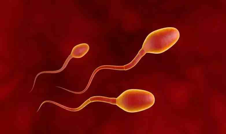 备孕男性吃什么精子强（男人多吃什么对精子最好）-第2张图片