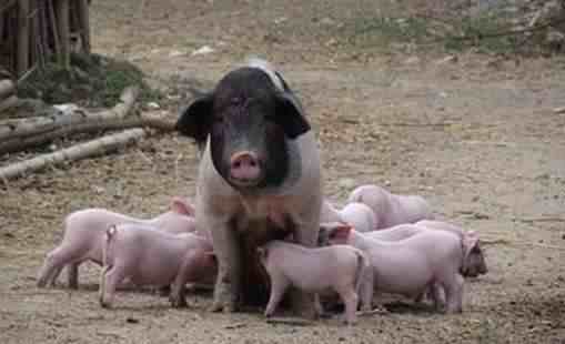 为什么母猪肉不能吃（为什么很多人都说母猪肉不能吃）-第1张图片