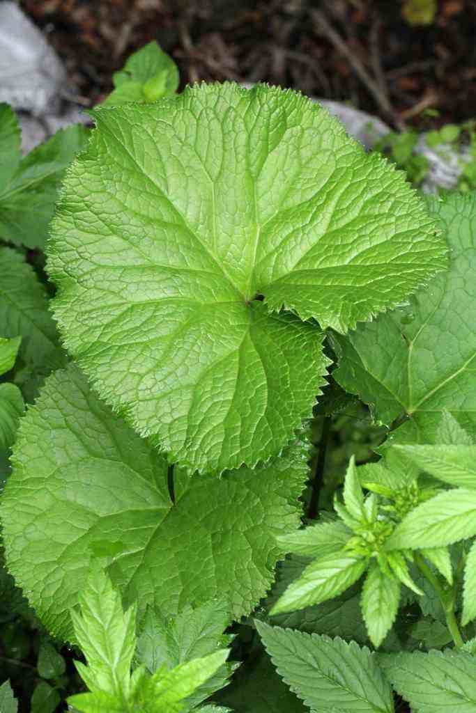 单子叶植物有哪些（如何区分单子叶植物与双子叶植物）-第1张图片