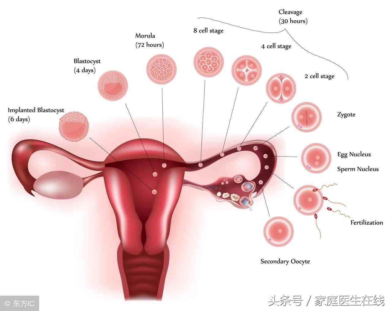 月经周期怎么算（月经周期多少天才算正常）-第3张图片