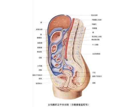 盆腔积液是怎么引起的（患有盆腔积液的因素）-第1张图片