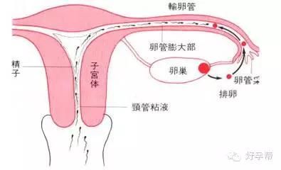 输卵管畸形（什么原因会导致输卵管畸形 ）-第1张图片