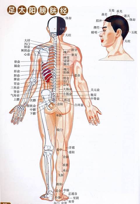 肾经按摩（肾经的相关知识）-第2张图片