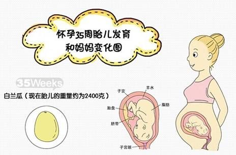 怀孕35周注意事项（怀孕35周胎儿发育详情）-第3张图片