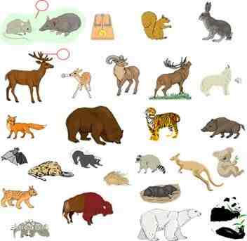 哺乳动物有哪些（哺乳动物中有哪些种类）-第1张图片