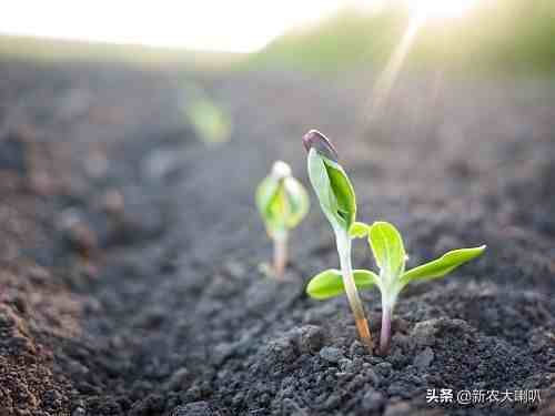 土壤修复技术有哪些（土壤修复方法有哪些土壤修复技术）-第2张图片