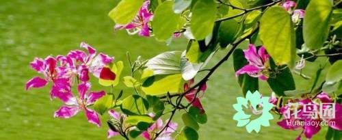 紫金花怎么养(紫金花的特征)-第2张图片 紫金花怎么养(紫金花的特征)-第2张图片